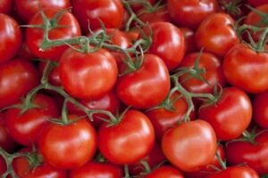 بندوره مشبكة